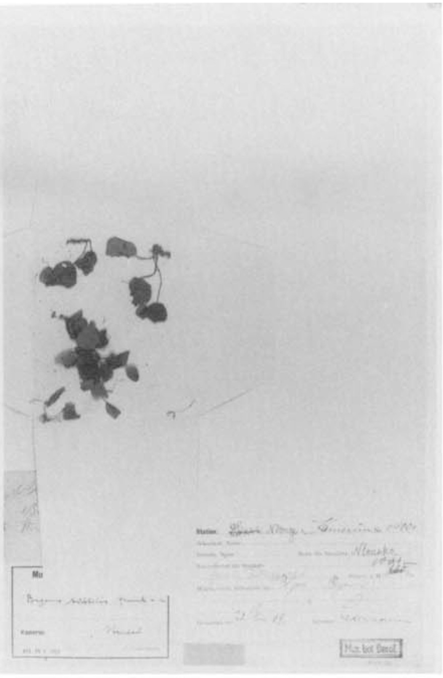 B. pseudoviola